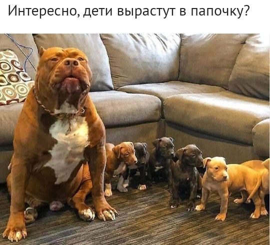 Интересно дети вырастут в папочку