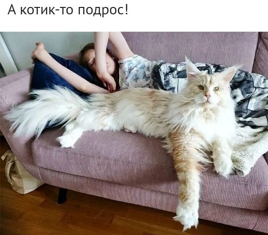 А котик то подрос