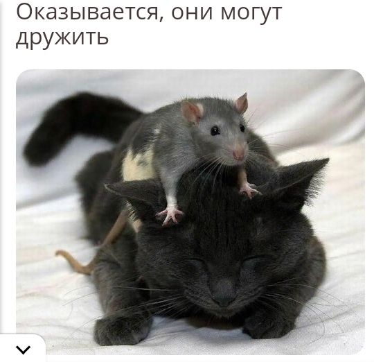 Оказывается они могут дружить