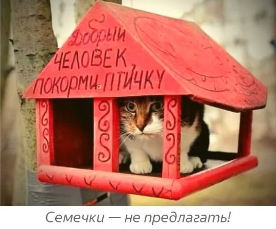 3 2 Семечки не предлагать