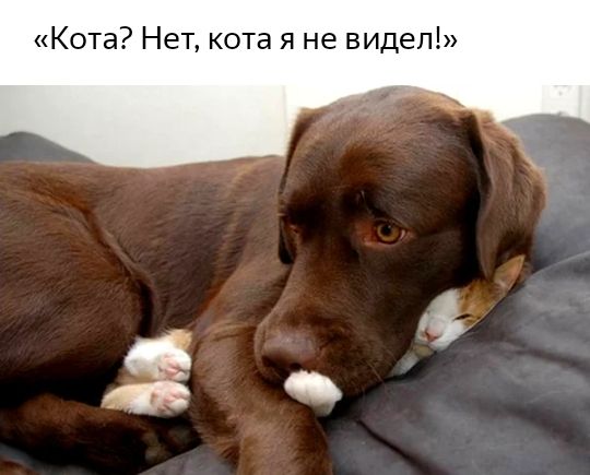 К та Нет кота я не видел