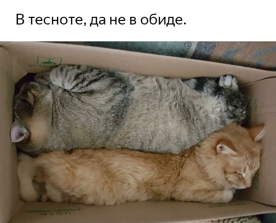 В тесноте да не в обиде