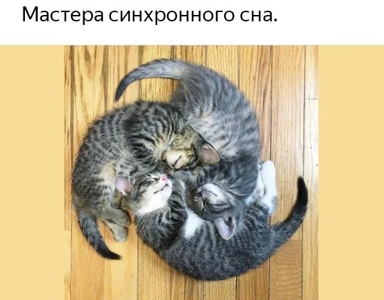 Мастера синхронного сна