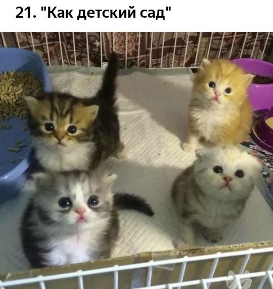 21 Как детский сад