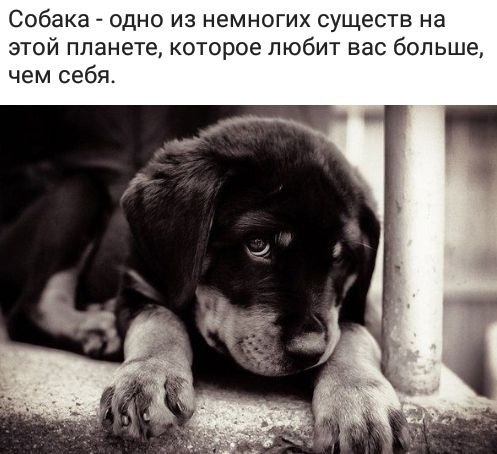 Собака одно из немногих существ на этой планете кот ое любит вас больше чем себя