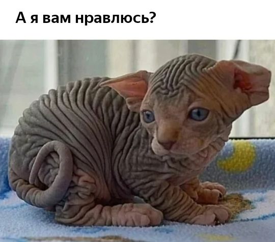 А я вам нравлюсь