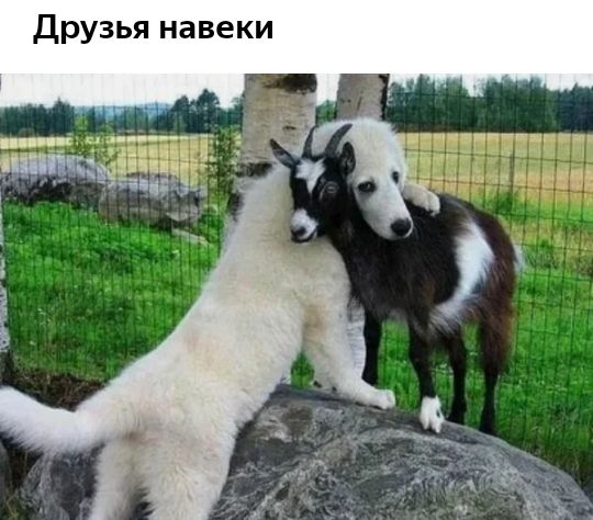 Друзья навеки