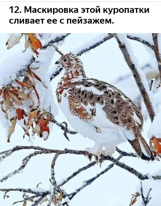 12 Маскировка этой куропатки сливает ее с пейзажем