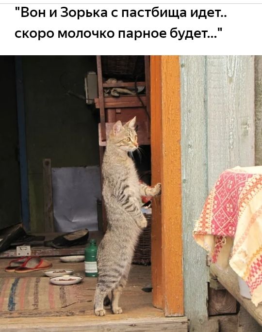 Вон и Зорька с пастбища идет скоро мопочко парное будет пту