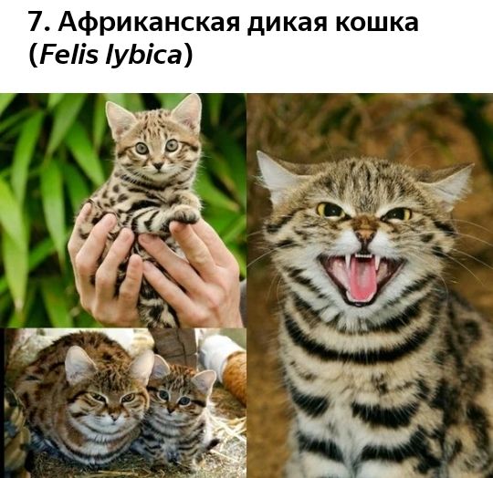 7 Африканская дикая кошка Реіз іуЬіса