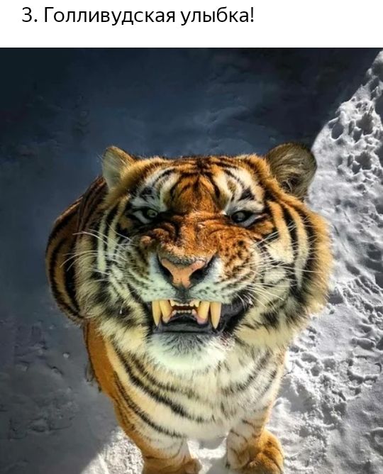 З Голливудская улыбка