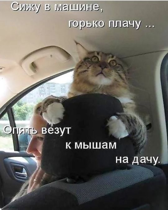 Сижу 5 машин 3 го оыэо _