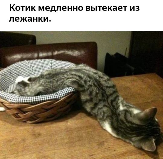 КОТИК медленно вытекает ИЗ пежанки