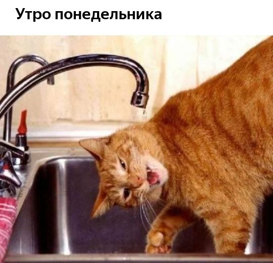 Утро понедельника