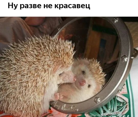 Ну разве не красавец