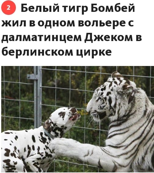Белый тигр Бомбей жил в одном вольере с дапматинцем Джеком в берлинском цирке