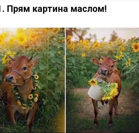 Прям картина маслом