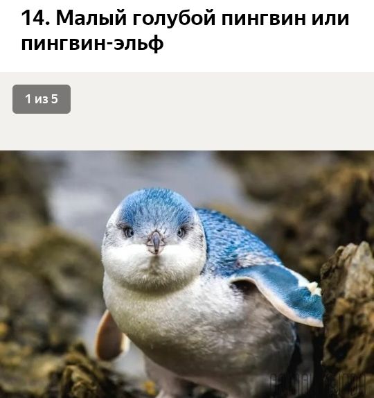 14 Малый голубой пингвин или пингвин эльф
