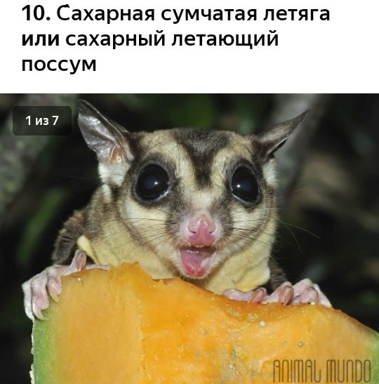 10 Сахарная сумчатая петяга или сахарный летающий поссум