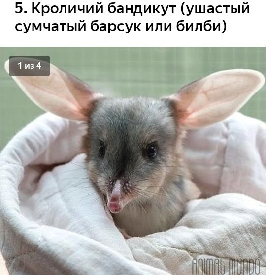 5 Кроличий бандикут ушастый сумчатый барсук или билби
