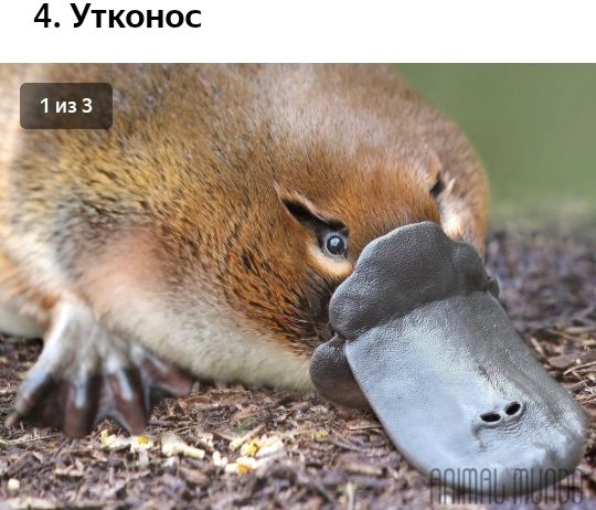 4 Утконос