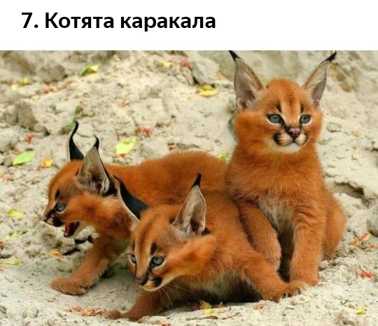 7 Котята каракапа