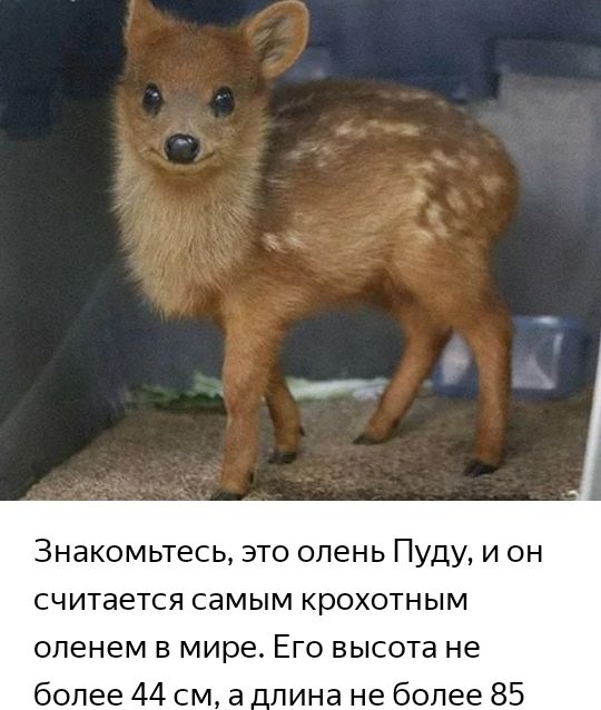 Знакомьтесь это олень Пуду и он считается самым крохотным оленем в мире Его высота не более 44 см а _лина не более 85