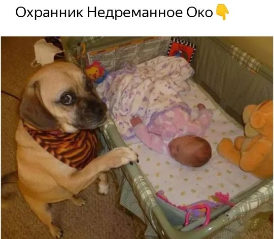 Охранник Недреманное Око