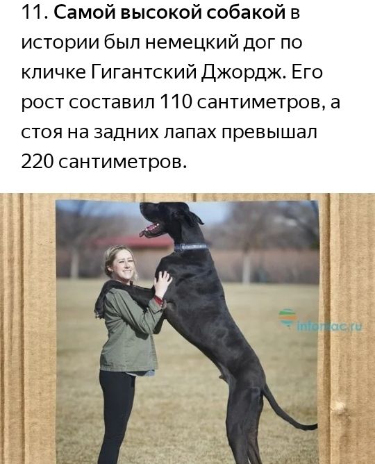 11 Самой высокой собакой в истории был немецкий дог по кличке Гигантский Джордж Его рост составил 110 сантиметров а стоя на задних лапах превышал 220 сантиметров т