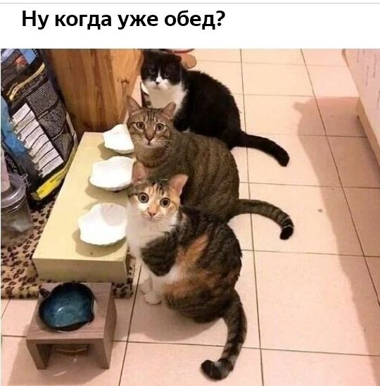 Ну когда уже обед