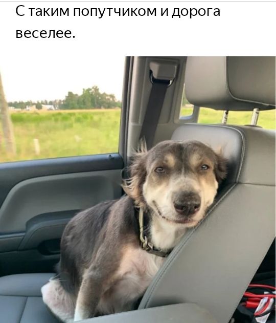 С таким ПОПУТЧИКОМ И дорога веселее