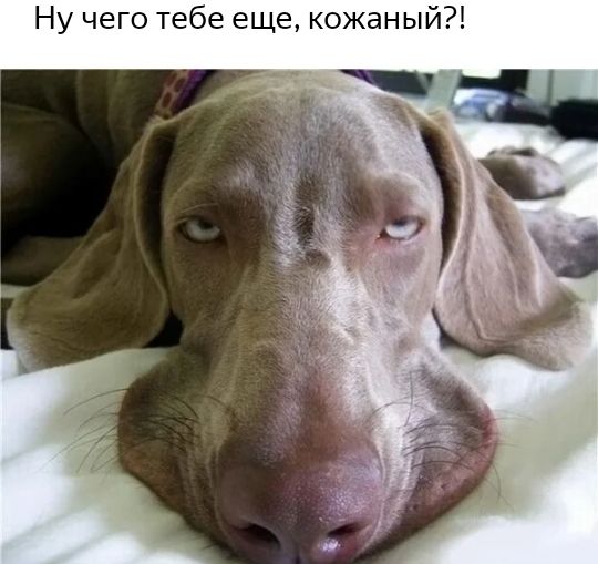 Ну чего тебе еще кожаный