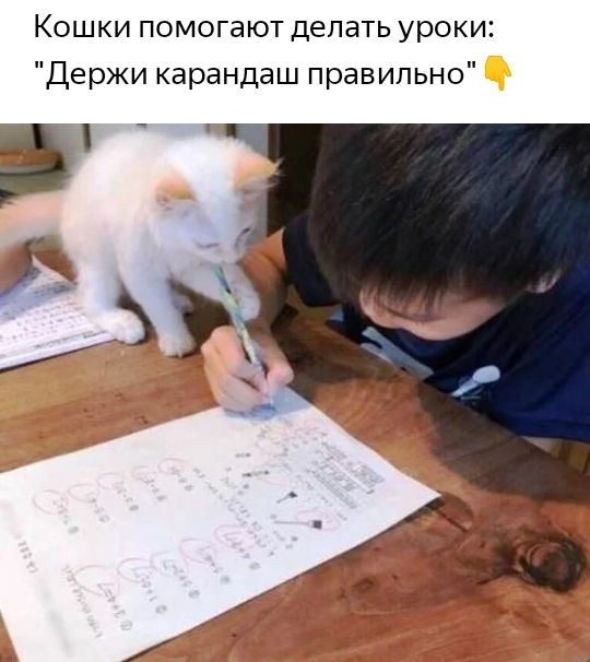 Кошки помогают делать уроки Держи карандаш правильно з