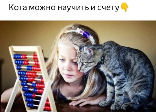 Кота можно научить и счету