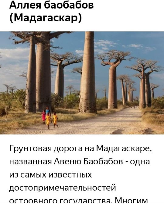 Аллея баобабов Мадагаскар Грунтовая дорога на Мадагаскаре названная Авеню Баобабов одна из самых известных достопримечатепьностей ПГТППЁНПГП ГПГПЯПГТРЯ МНОГИМ