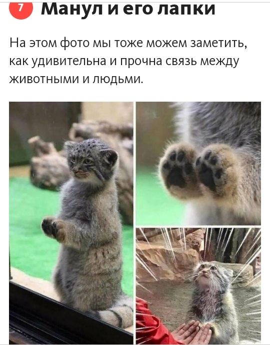МЗНУП И его ЛЗПКИ На ЭТОМ фОТО МЫ ТОЖЕ можем ЗЭМеТИТЬ как УДИВИТЕЛЬНа И прочна СВЯЗЬ МЕЖДУ ЖИВОТНЫМИ И ЛЮДЬМИ