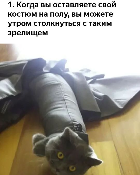 1 Когда вы оставляете свой костюм на полу вы можете утром столкнуться с таким зрелищем