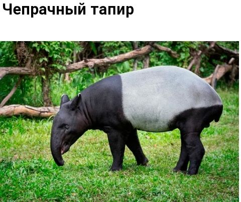 Чепрачный тапир