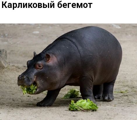 Карликовый бегемот
