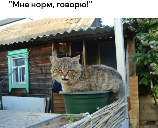 Мне норм говорю