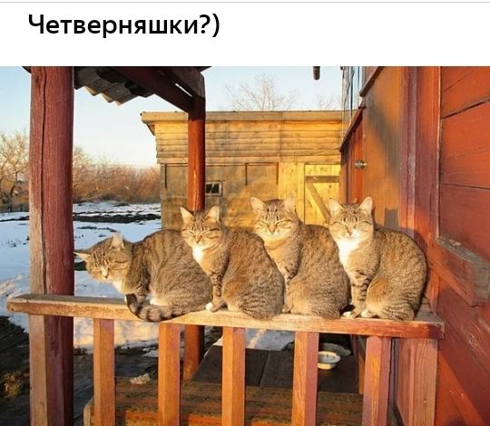 Четверняшки
