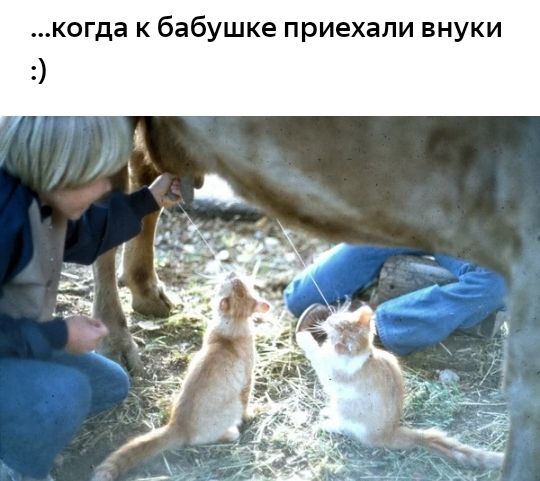 когда к бабушке приехали внуки