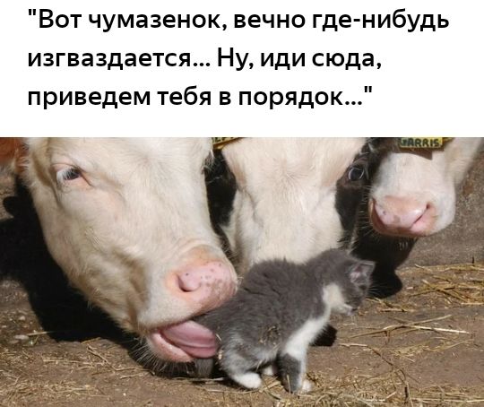 Вот чумазенок вечно где нибудь изгваздается Ну иди сюда приведем тебя в порядок