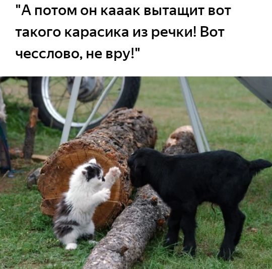 А потом он кааак вытащит вот такого карасика из речки Вот чесспово не вру