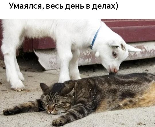 Умаялся весь день в делах