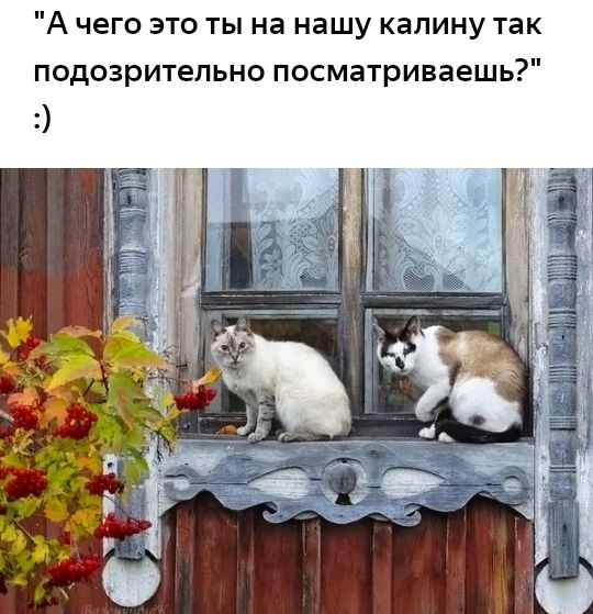 А чего это ты на нашу калину так подозрительно посматриваешь