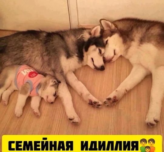 3 _ __ _ Емвйнпя идиллияР