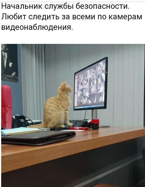 Начальник службы безопасности Любит следить за всеми по камерам видеонаблюдения