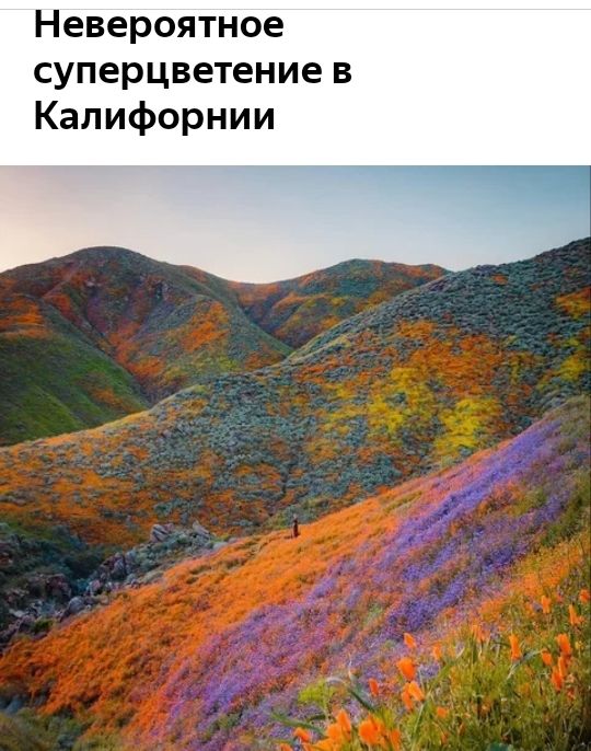 Невероятное суперцветение в Калифорнии