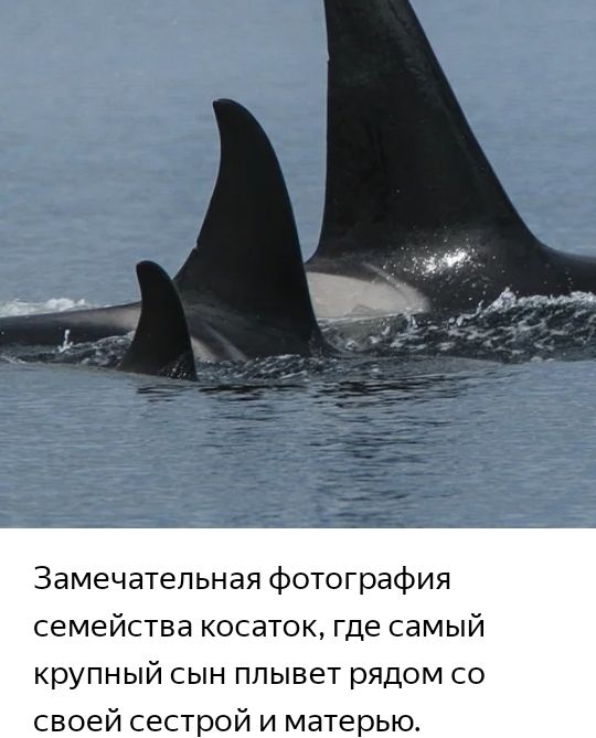 Замечательная фотография семейства косаток где самый крупный сын плывет рядом со своей сестрой и матерью
